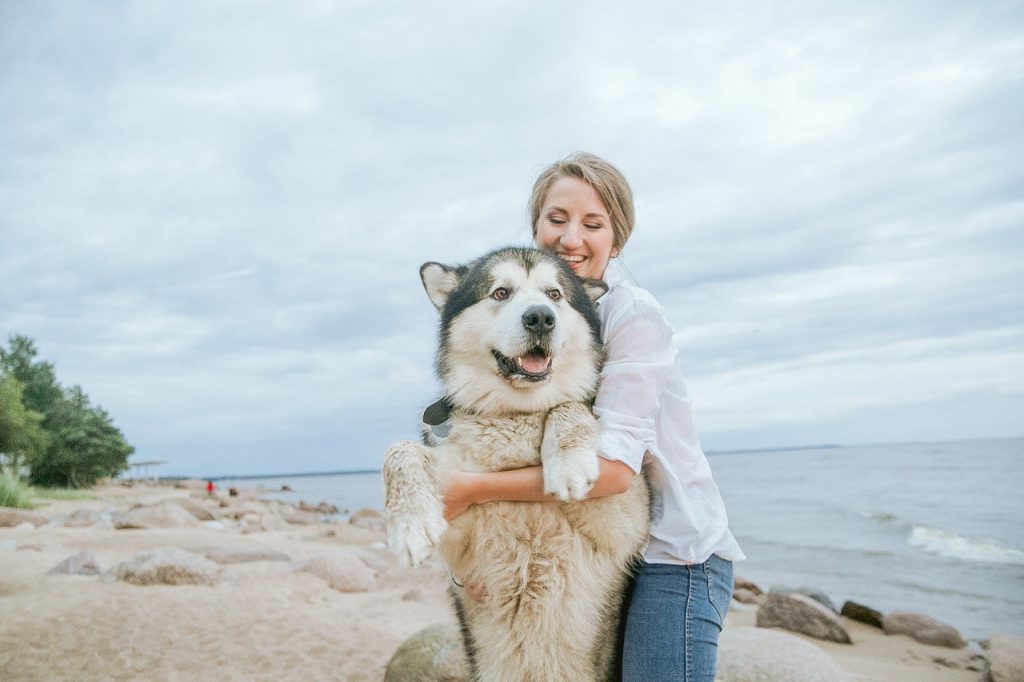 alaskan malamute on the beach