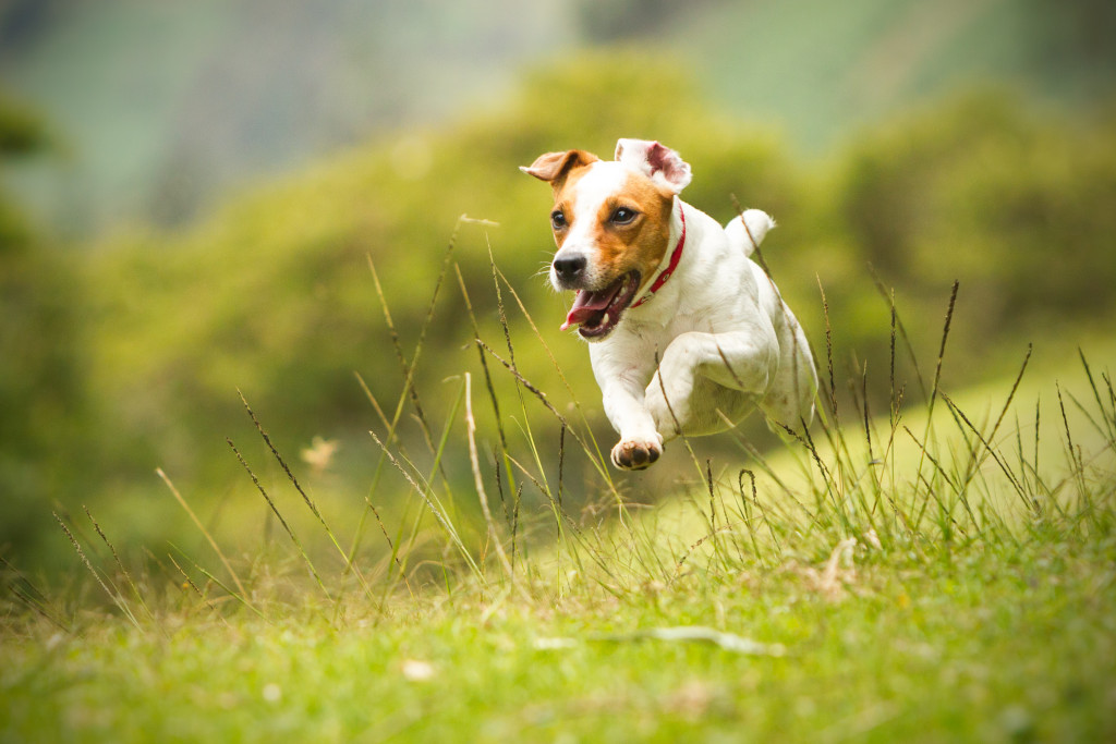 running dog