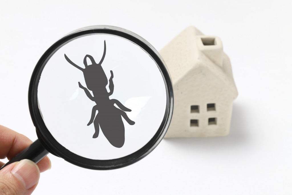 magnifying glass looking for house pests