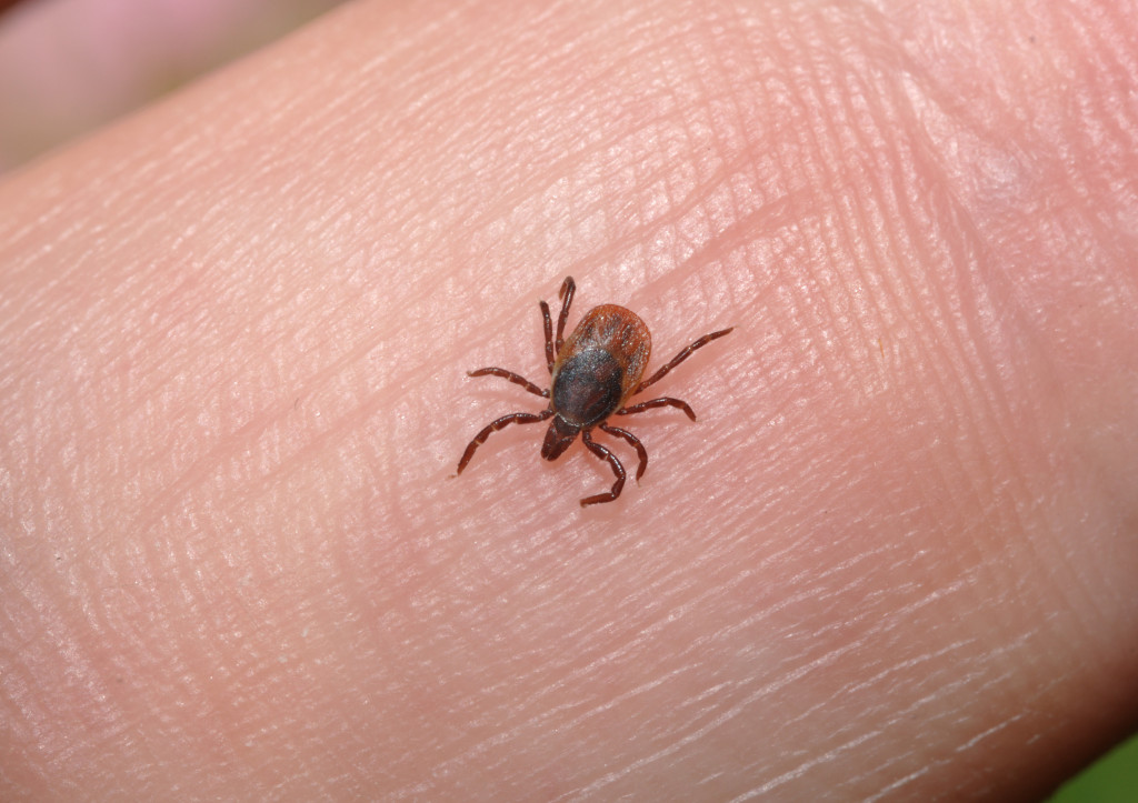 Tick on skin from person